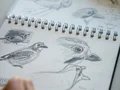 Skizzentagebuch für Vogelbeobachter Skizzentagebuch für Vogelbeobachter