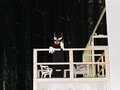 Fantômas