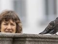 Komische Vögel. Sie kamen, sie sahen, sie fliegten