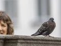 KOMISCHE VÖGEL