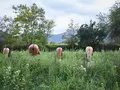 Anatomalia: anatomy + anomaly + femalia