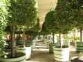 Potsdam, Sanssouci, Orangerie: Pflanzenhalle mit überwinternden Pflanzen