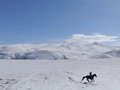 5 Dreamers and a Horse