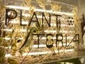 Plantstoria