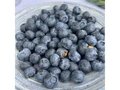 Heidelbeeren selbstpflücken