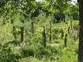 Projekt Waldgarten Britz e.V. in Britz/Buckow