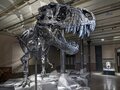 Tristan der T.Rex im Museum für Naturkunde während der lange Nacht der Museen in Berlin