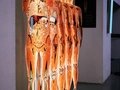 KÖRPERWELTEN Museum Berlin