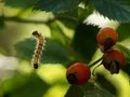 Mondvogel