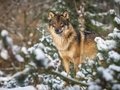 Winter im Zoo