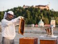 Urban Beekeeping auf den Dächern von Ljubljana