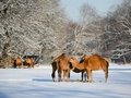 Winter im Tierpark Berlin