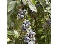 Heidelbeeren selbstpflücken