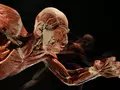 Veranstaltungen in Berlin: KÖRPERWELTEN Museum Berlin