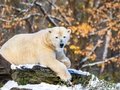 Winter im Tierpark Berlin