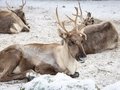 Winter im Zoo