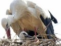 Storch mit Jungvogel im Nest