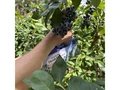 Heidelbeeren selbstpflücken