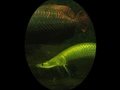 Veranstaltungen in Berlin: Gruppenausstellung OVAL des Fotografenkollektivs CameraD