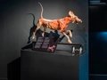 KÖRPERWELTEN Museum Berlin