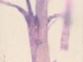 Untitled Watercolour on paper, 2024.4.L