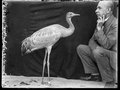 Veranstaltungen in Berlin: Die Vogel-WG.