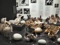 Veranstaltungen in Berlin: Die Vogel-WG.