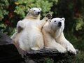 Los osos polares Tonja und Hertha en el Tierpark Berlin