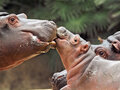 Hipopótamos en el Zoologischer Garten de Berlín