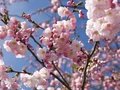 Kirschblüten in Berlin
