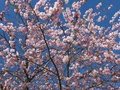 Kirschblüten in Berlin