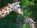 Giraffe nello Tierpark Berlin