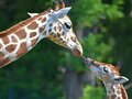 Girafes dans le Tierpark Berlin