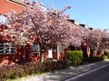 Hufeisensiedlung