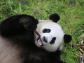 Pandabär Jiao Qingim im Berliner Zoo