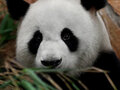 Pandabär Jiao Qing im Berliner Zoo