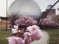 Kirschblüte vor dem Planetarium Prenzlauer Allee