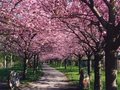Kirschblüte am Berliner Mauerweg