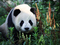 Pandas at Berlin Zoo: Germany´s only pandas Meng Meng & Jiao Qing can be found in Berlin.
