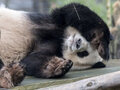 Panda Jiao Qingim im Zoo Berlin