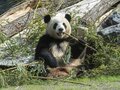Pandas au zoo de Berlin