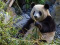 Pandabär im Zoo Berlin