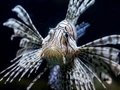 Rotfeuerfisch im Aquarium - Zoologischer Garten Berlin