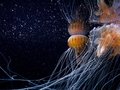 Aquarium Berlin