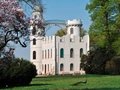 Flowering tulip magnolias at Schloss Pfaueninsel Castle in Berlin