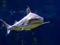 Aquarium Berlin