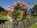 Blooming Gardens in the Garden City Falkenberg