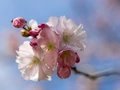 Kirschblüte in Berlin