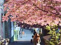 Cherry blossom in Prenzlauer Berg in Berlin