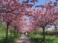 Kirschblüten entlang des Berliner Mauerwegs